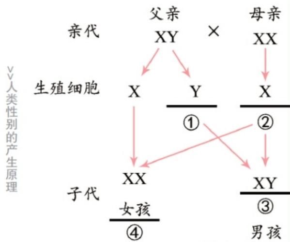 借卵代孕选性别